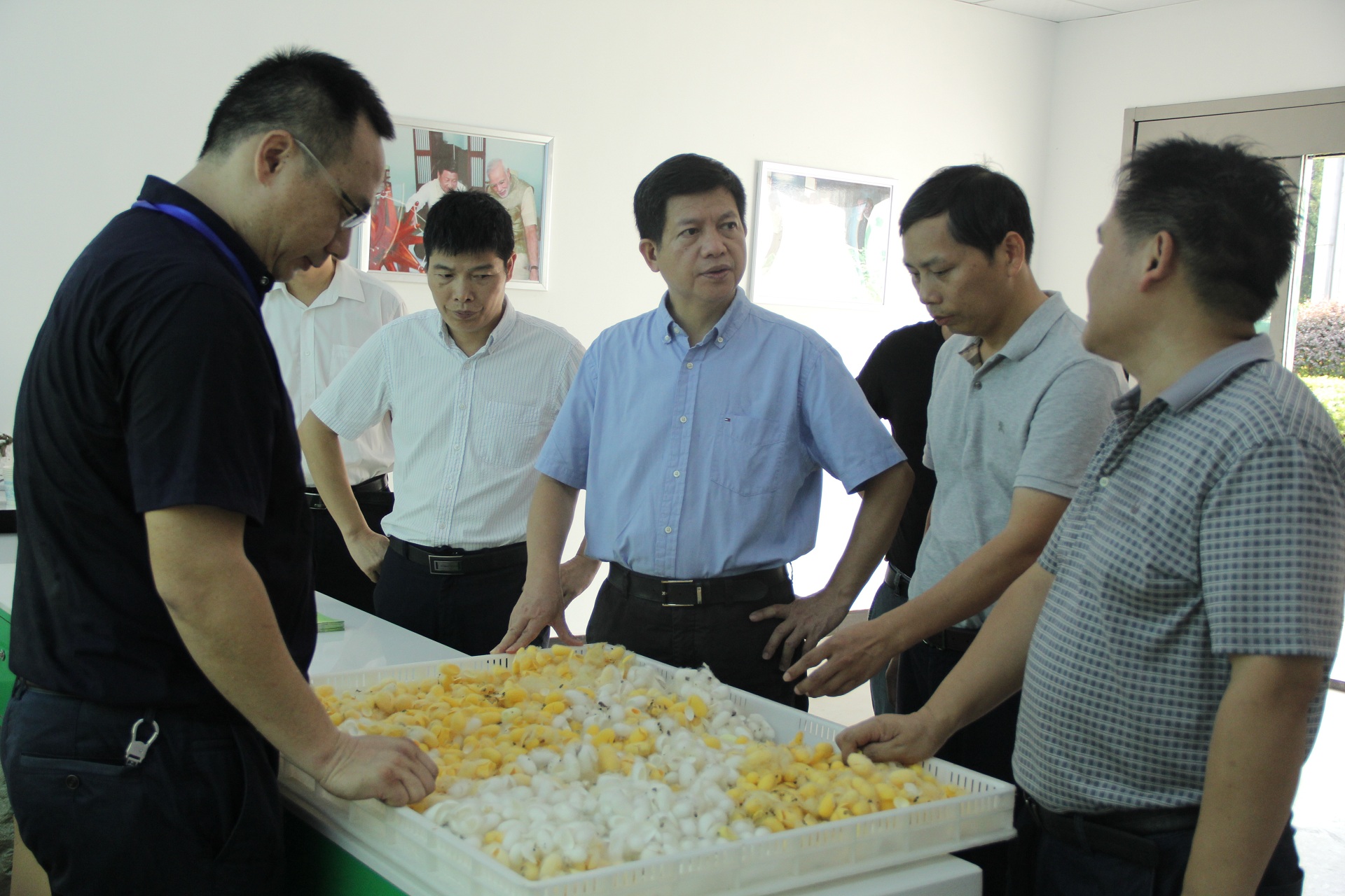 袁主任了解天然彩色茧品种选育情况 袁主任了解天然彩色茧品种选育情况